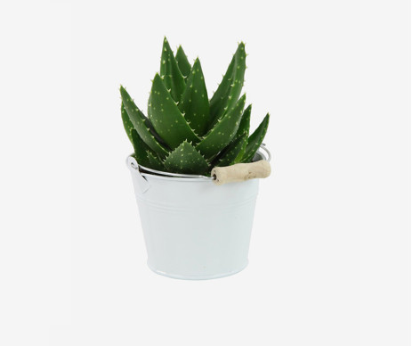 Accusantium Doloremque