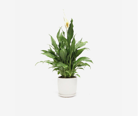 Nostrud Exercitation